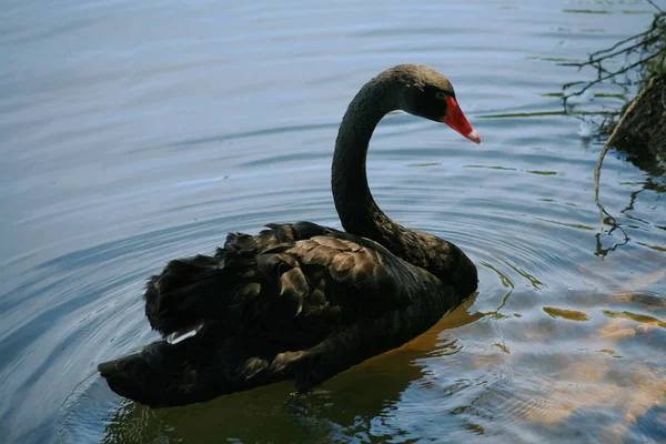 Lac des cygnes noirs — Photo