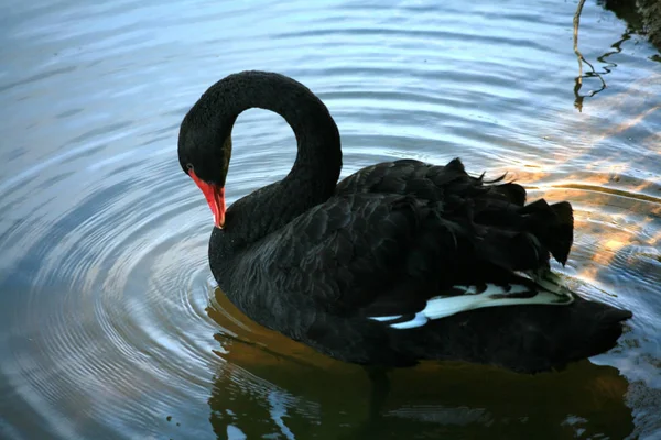 Černých Labutí jezero — Stock fotografie