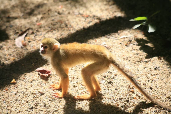 Macaquinho castanho — Fotografia de Stock