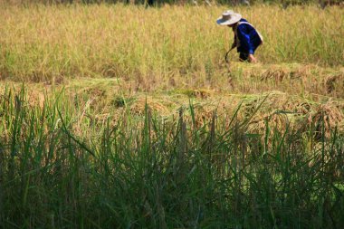 Pirinç hasat / alan pilav