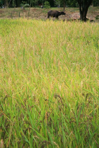 Colheita de campo arroz / arroz — Fotografia de Stock