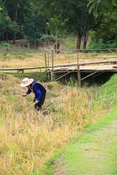 Cosecha de arroz / campo de arroz —  Fotos de Stock