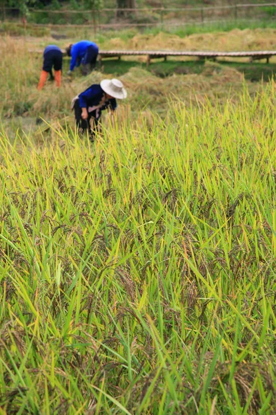 Cosecha de arroz / campo de arroz —  Fotos de Stock