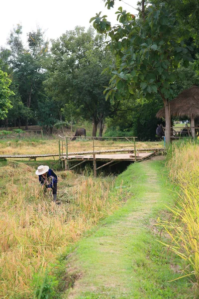 Cosecha de arroz / campo de arroz —  Fotos de Stock