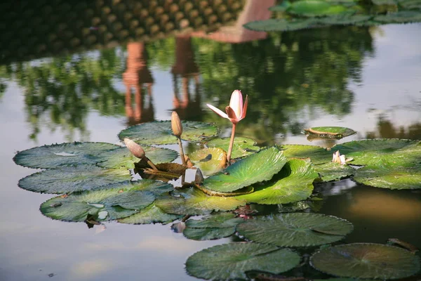 Růžový lotos rybník — Stock fotografie