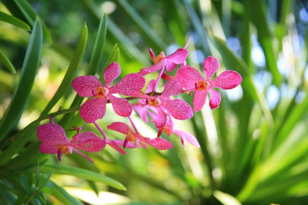 Růžové tropické orchideje — Stock fotografie