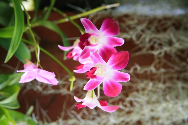 Růžové tropické orchideje — Stock fotografie