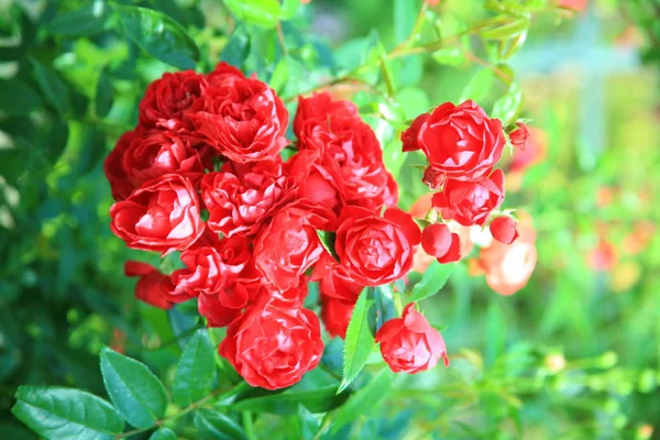 Jardín de rosas rojas — Foto de Stock