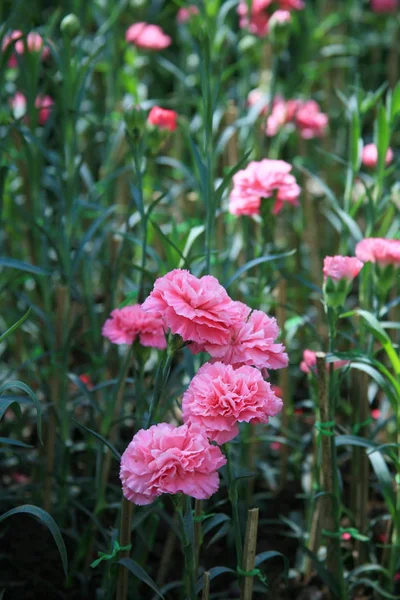 Claveles rosados jardín —  Fotos de Stock