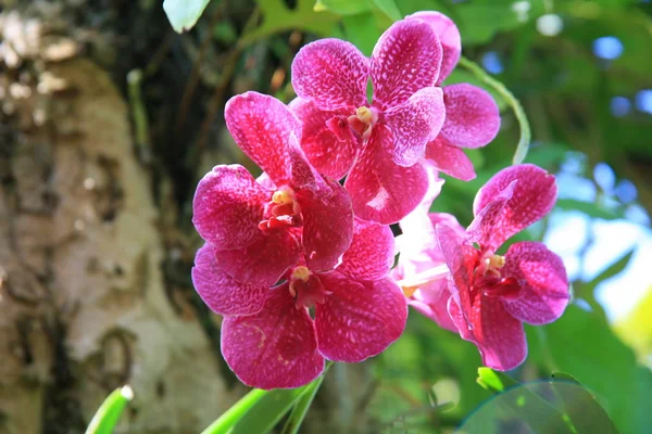 Jardim de orquídeas roxas — Fotografia de Stock