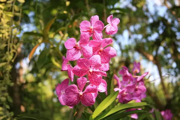 Jardim de orquídeas roxas — Fotografia de Stock