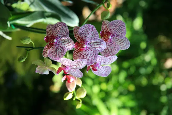 Fialové orchideje zahrada — Stock fotografie