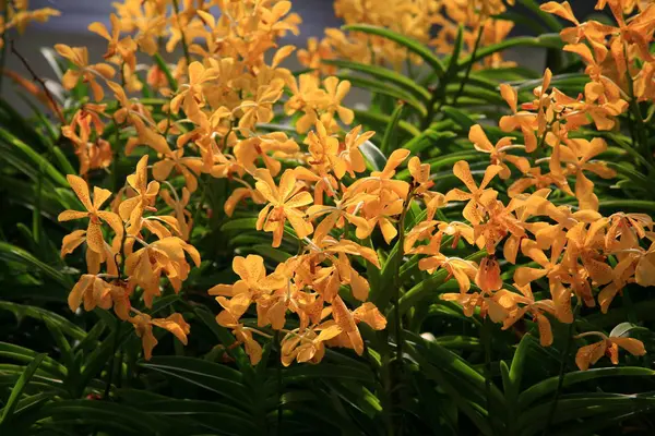 Oranžové orchideje pozadí — Stock fotografie