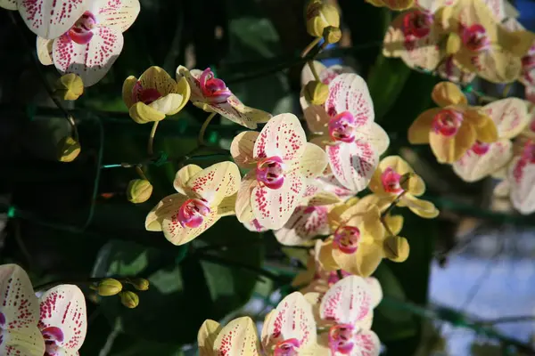 Белые орхидеи с розовым — стоковое фото