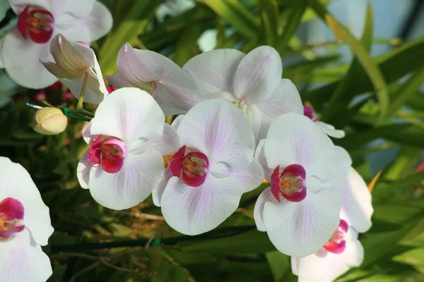 Bílé orchideje s růžová — Stock fotografie