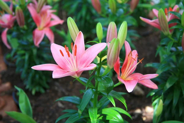 pembe lilly çiçek