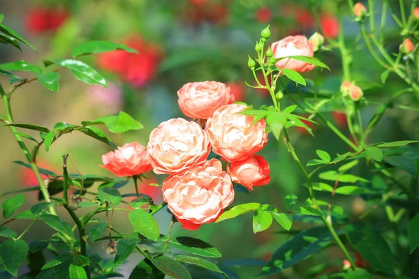 Jardín de rosas rojas —  Fotos de Stock