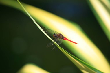 Yusufçuk kırmızı kuyruk