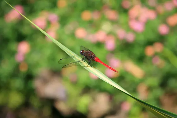 Dragonfly red tail — Stock Photo, Image
