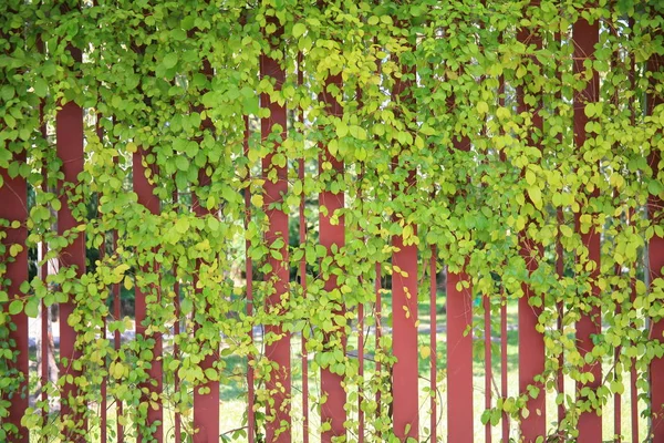 Palisade fence leaves