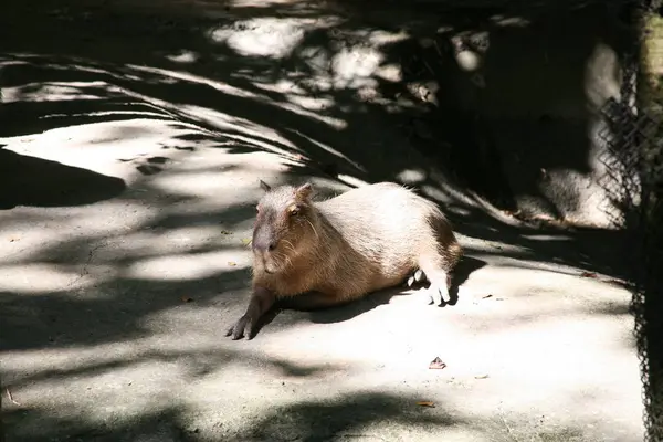Capybara Hydrochaeris Hydrochaevis — стокове фото