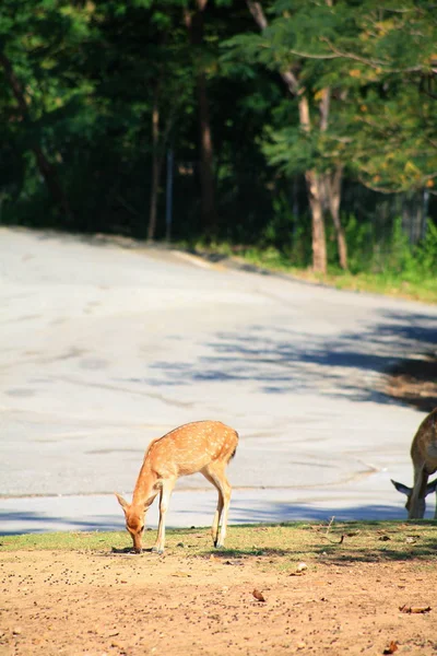 Kahverengi geyik özelliği koruma — Stok fotoğraf
