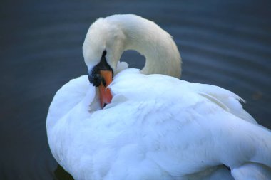 Gölde yüzen beyaz kuğular