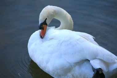 Gölde yüzen beyaz kuğular