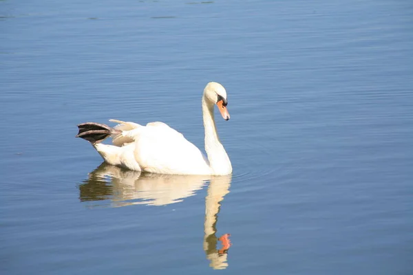 Cisnes blancos nadando en el lago — Foto de Stock