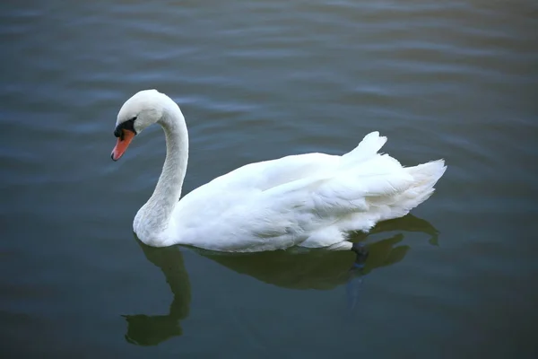 Cisnes blancos nadando en el lago — Foto de Stock