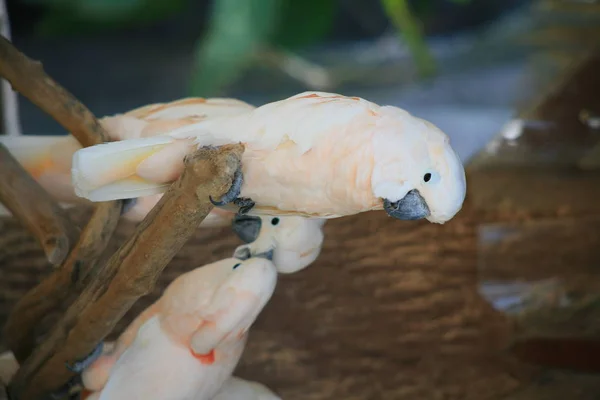 White Galah Cockatoo — Stock Photo, Image