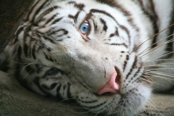 Le tigre blanc — Photo