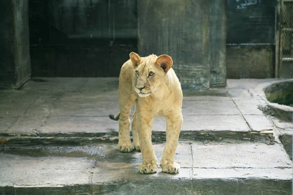 Leone allo zoo — Foto Stock