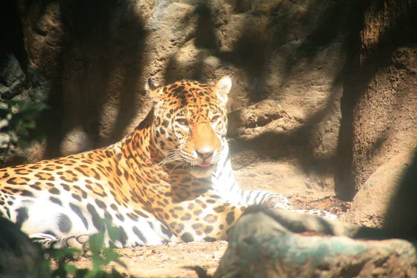 Jaguar in the zoo — Stock Photo, Image