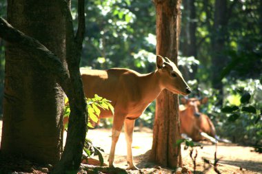 Banteng / Bos javanicus