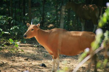 Banteng / Bos javanicus