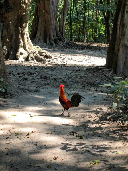 Czerwona głowa kurczaka — Zdjęcie stockowe