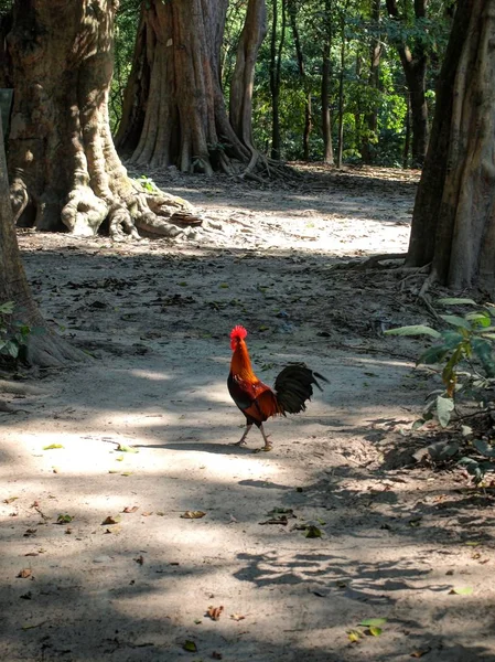 Cabeça de frango vermelha — Fotografia de Stock