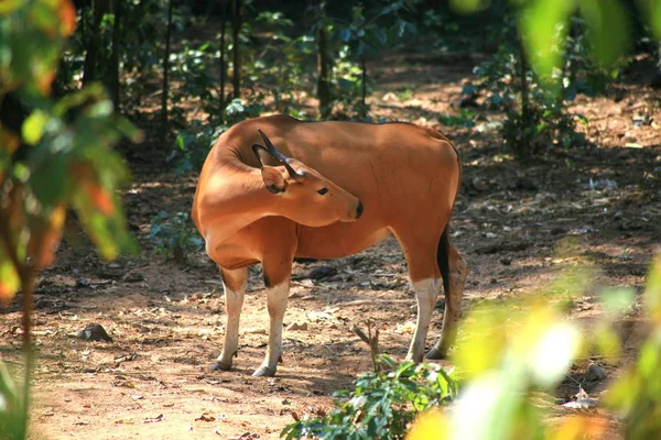 Banteng / Bos javanicus — Stok fotoğraf