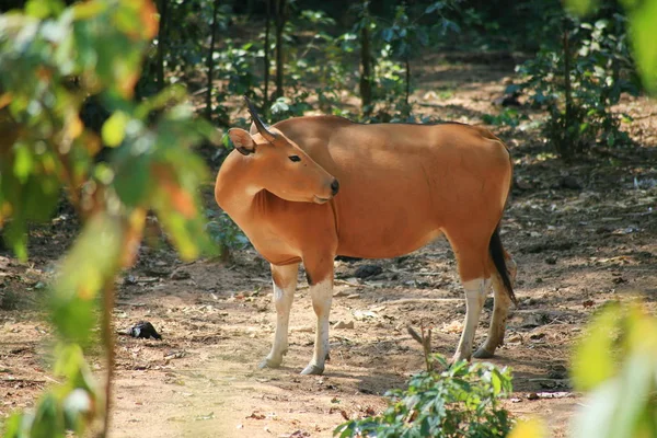 Vaca de Banteng / Bos javanicus — Foto de Stock