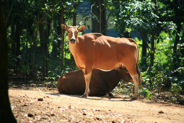 Banteng Cow/BOS javanicus — Zdjęcie stockowe