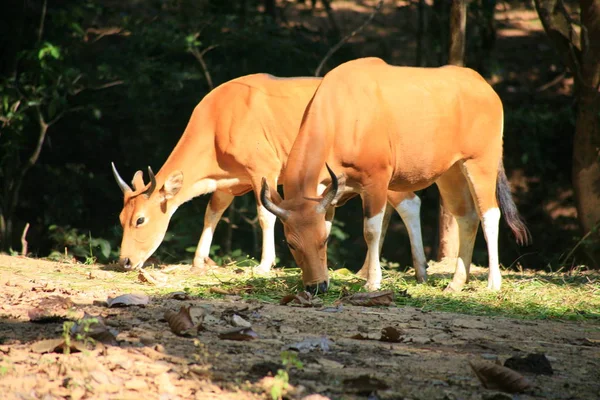 Banteng / Bos javanicus — Stok fotoğraf