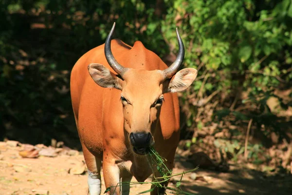 Banteng / Bos javanicus — Stok fotoğraf