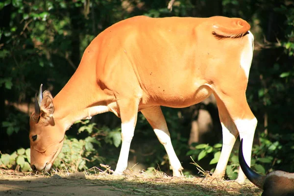 Banteng / Bos javanicus — Stok fotoğraf