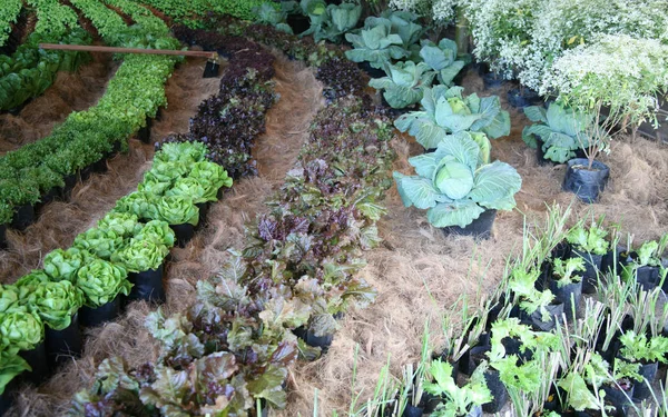 Zielone warzywa ekologiczne — Zdjęcie stockowe