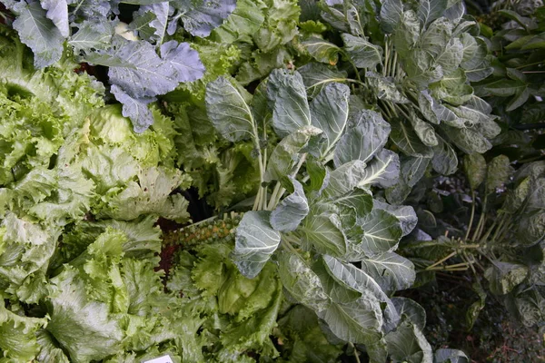 Produtos hortícolas orgânicos verdes — Fotografia de Stock