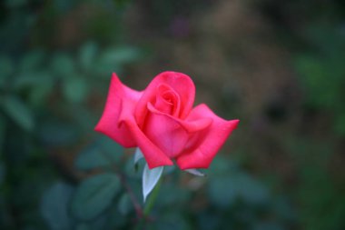 Kırmızı gül / güzel kırmızı