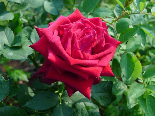 Rosa roja / rojo encantador —  Fotos de Stock