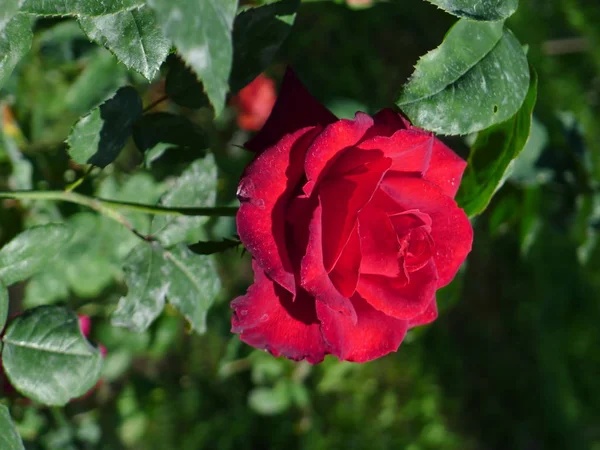 Rosa roja / rojo encantador —  Fotos de Stock