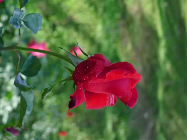 Rosa roja / rojo encantador —  Fotos de Stock